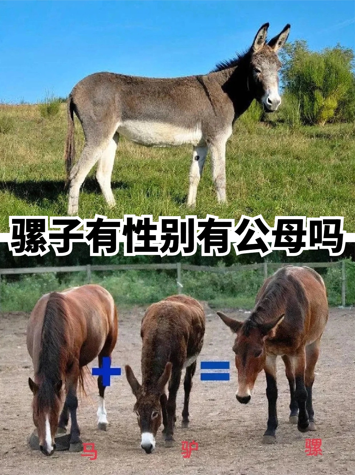 今天我来给大家科普一下~骡子是马和驴杂交产生的后代,它们大多数是