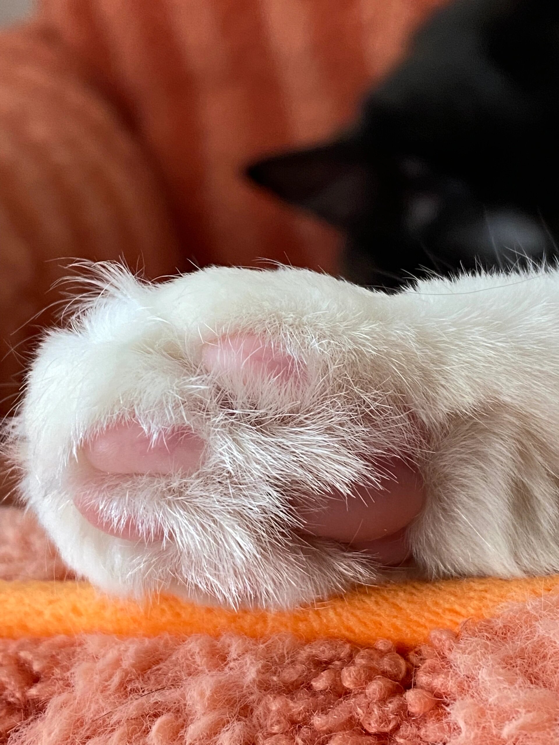 我家的猫咪是我生活中的重要伙伴,它总是在我身边蹭来蹭