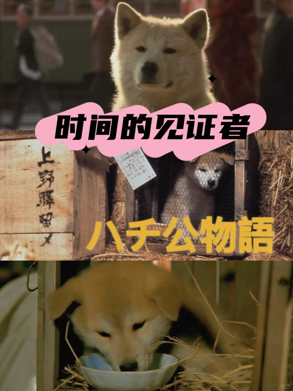 忠犬八公:我心中不灭的等待