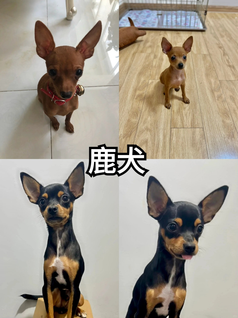 迷你鹿犬图片大全图片