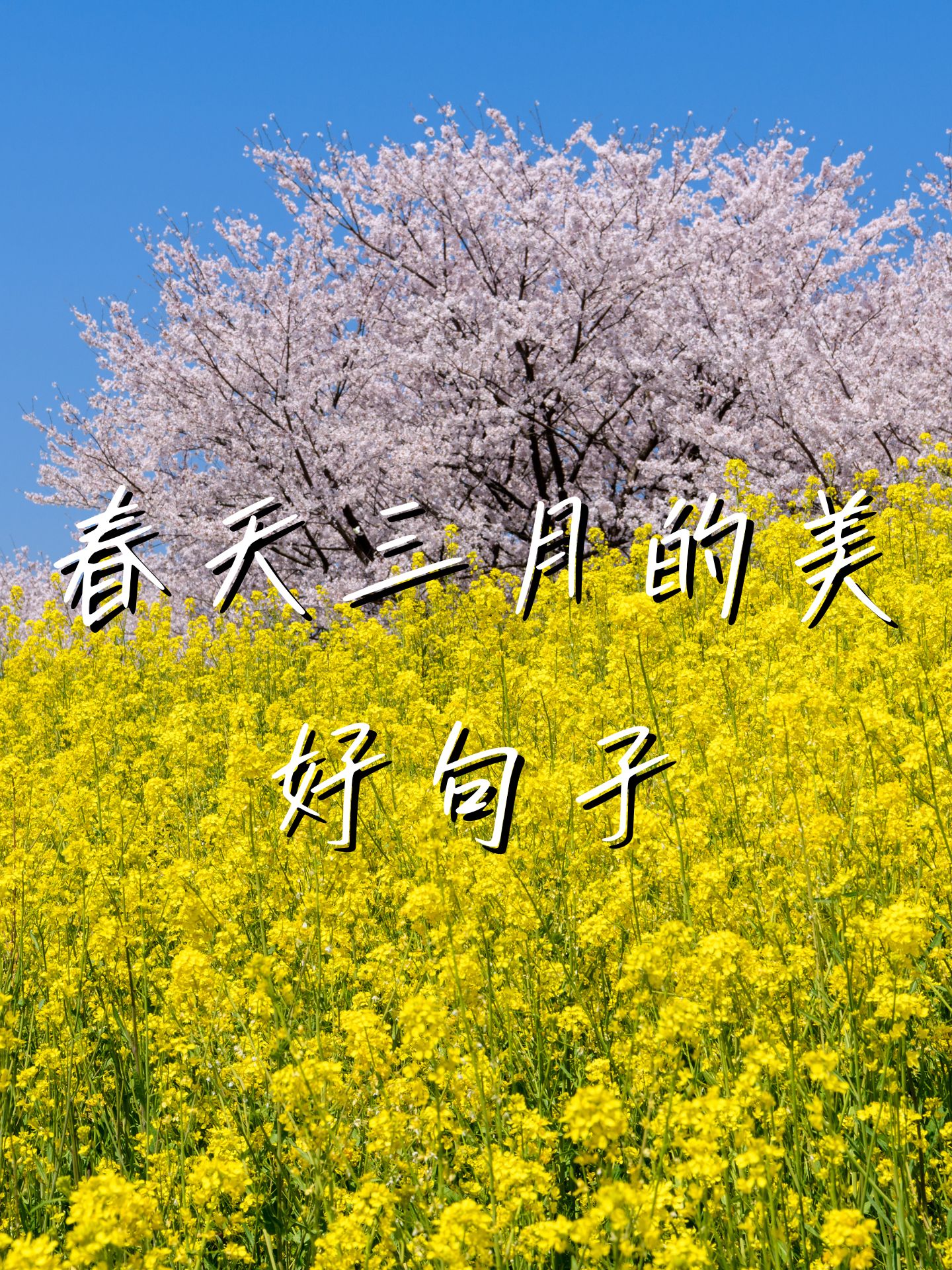 三月春风拂面,轻轻吹过花丛,带来一阵阵芳香,让人陶醉其中