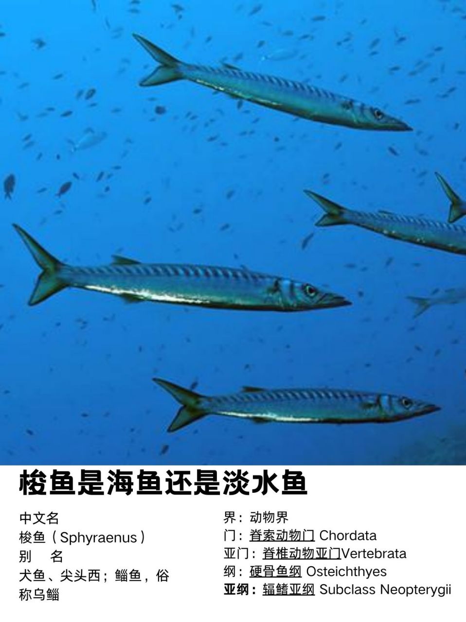 它属于鲈形目鲭亚目魣科梭鱼属鱼类,长得细长圆筒形,前端扁平,后端侧
