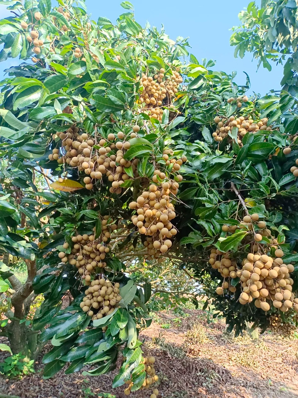 龙眼树 龙眼树,又名牛眼,桂圆,福眼,属于无患子科木本植物.