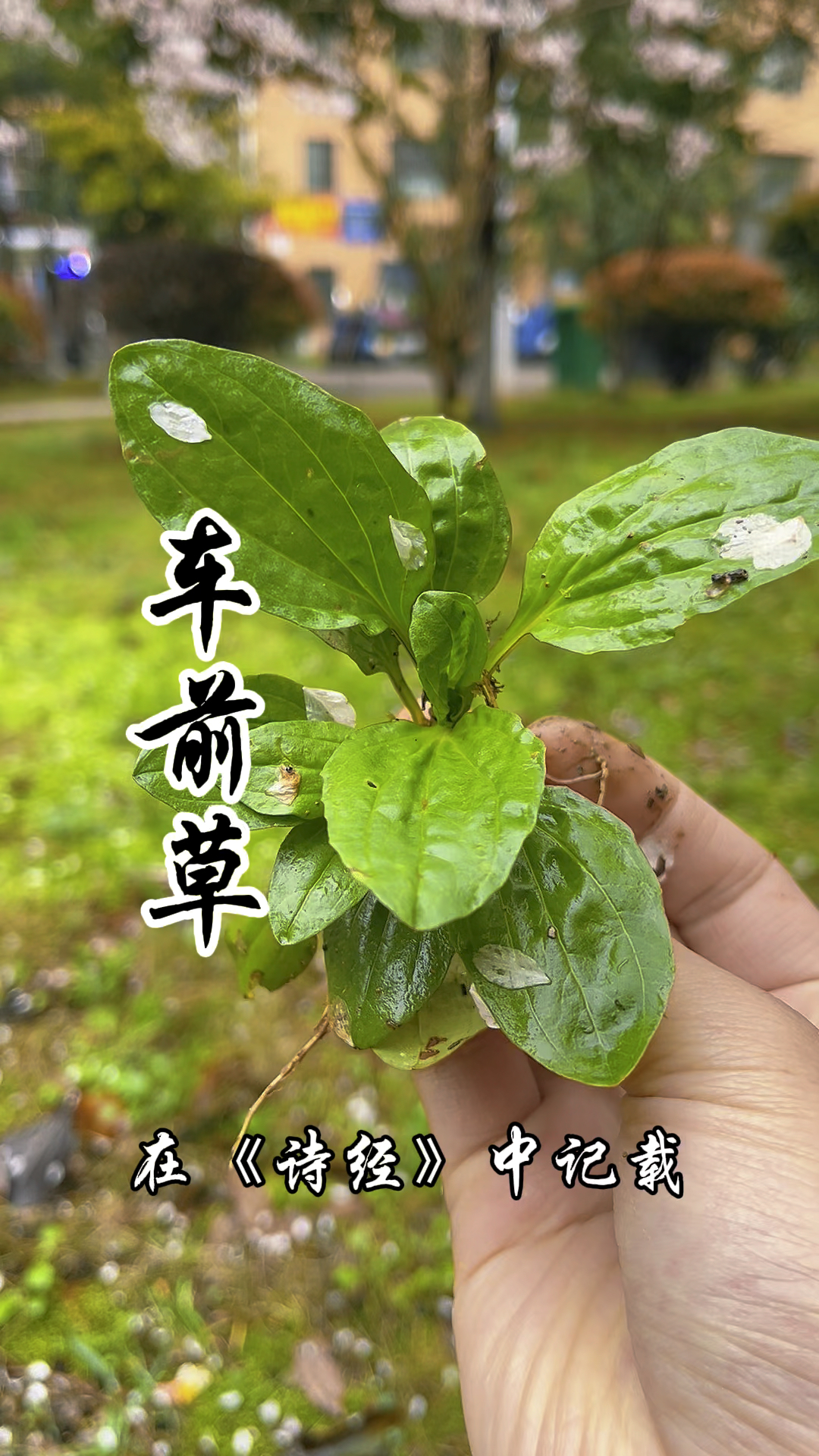 车前草,也叫平车前,车轱辘菜,它的价值你了解吗?