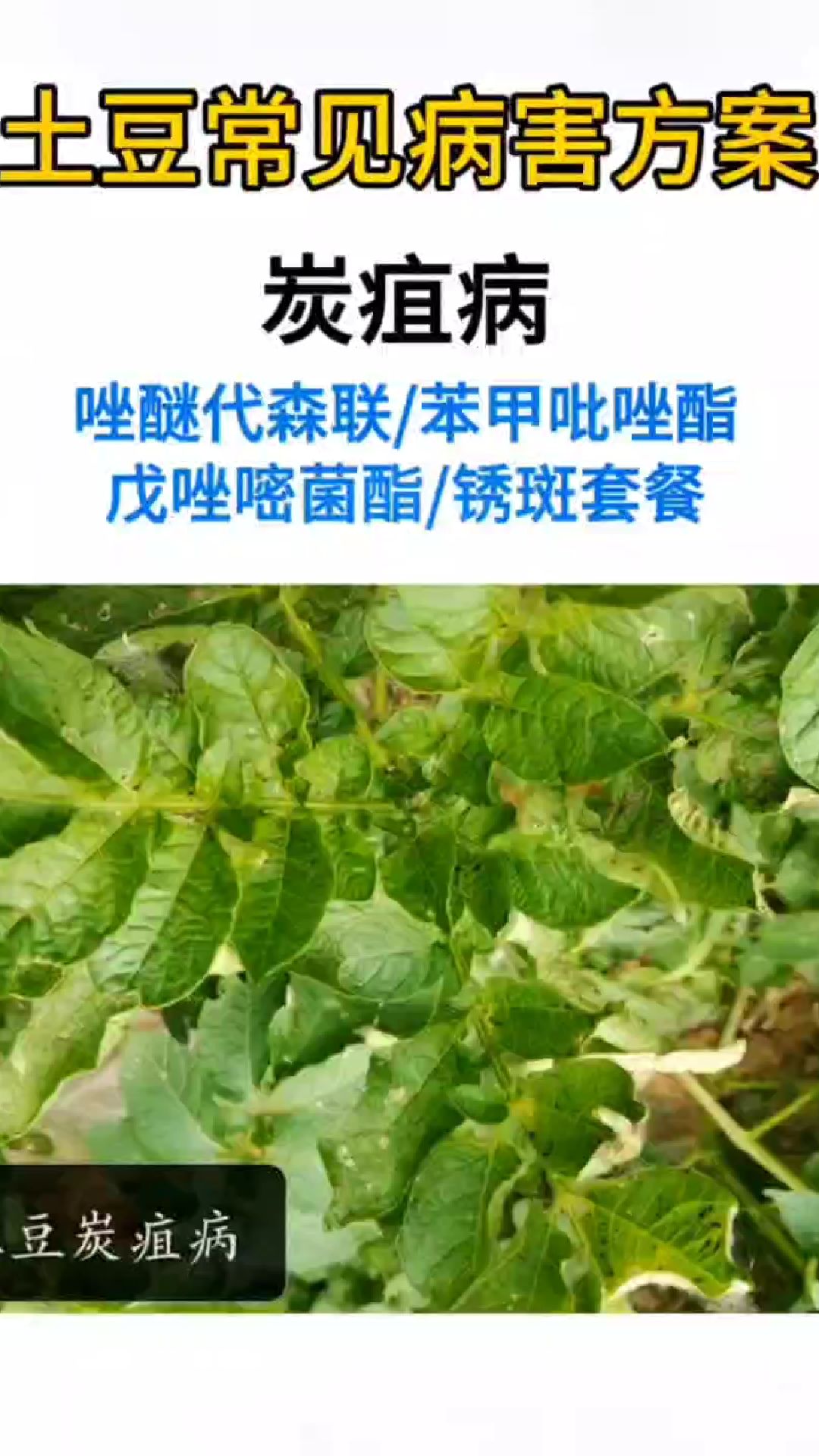 土豆马铃薯常见病害管理方案,传播农业小知识-度小视