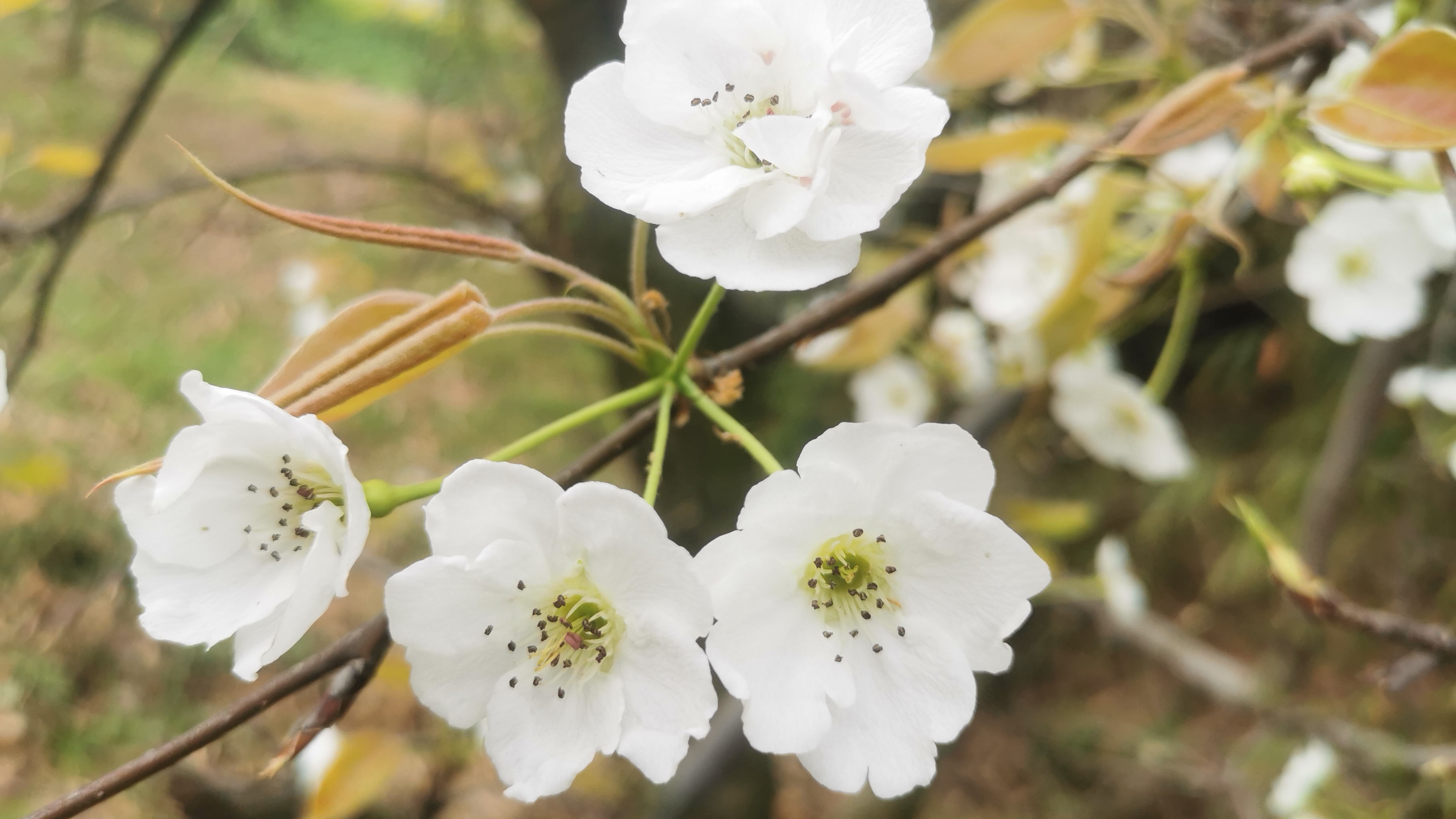 春分梨花图片