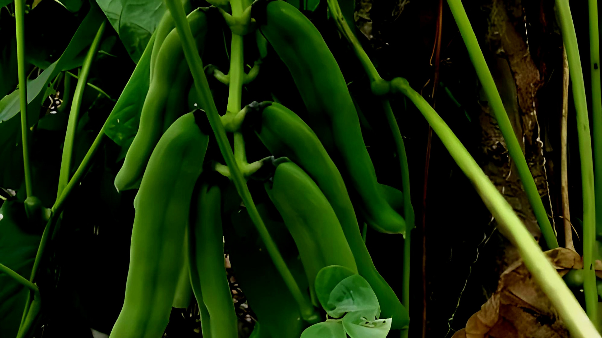豆科植物竹豆具有生物学特性,生态价值和经济用途,可作为饲草,食品