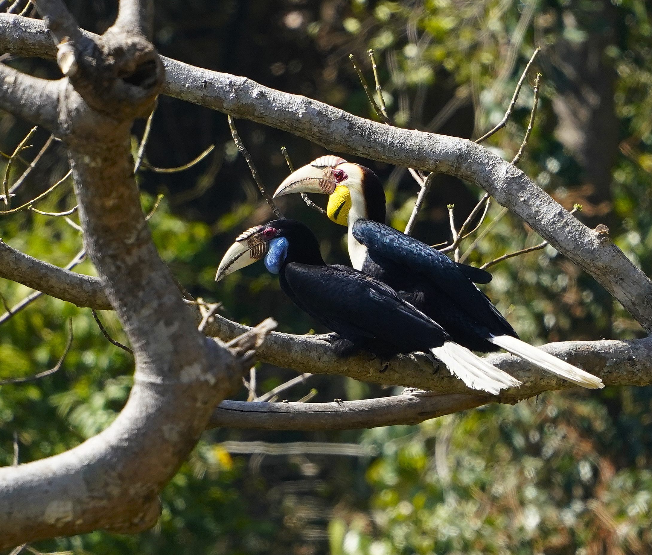 《爱情鸟:花冠皱盔犀鸟(原创摄影)》