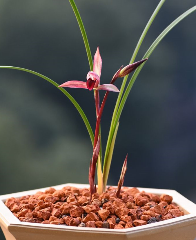 春兰中的经典品种,颜值高,香味浓烈,一朵就能香满屋,值得拥有