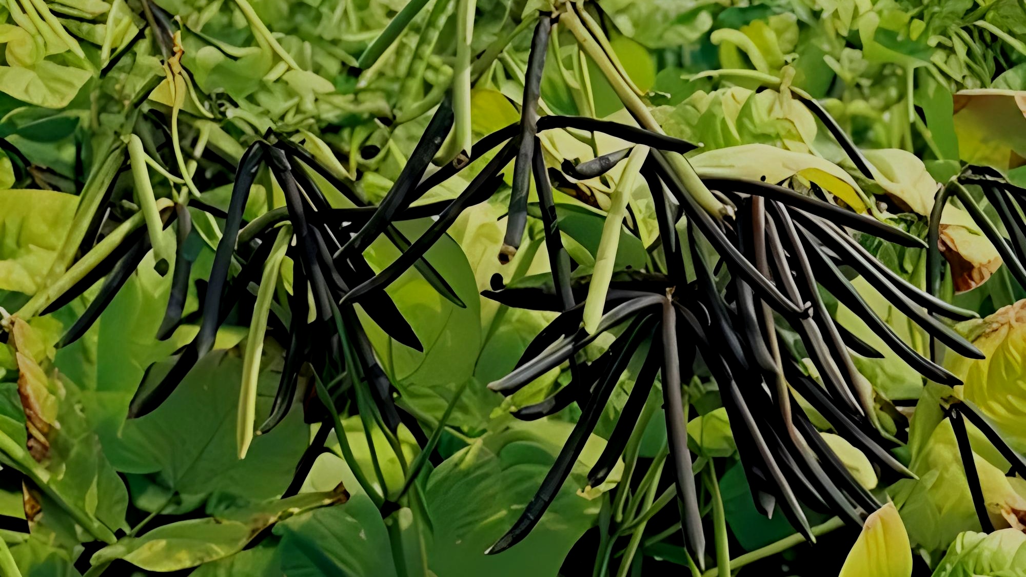 豆科植物纵横《绿豆》