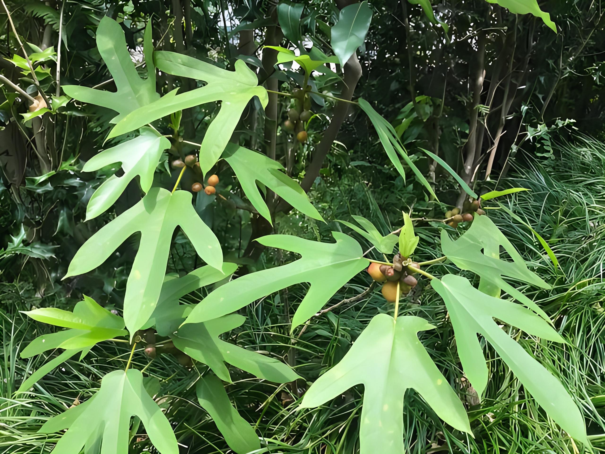 五指毛桃生长环境图片