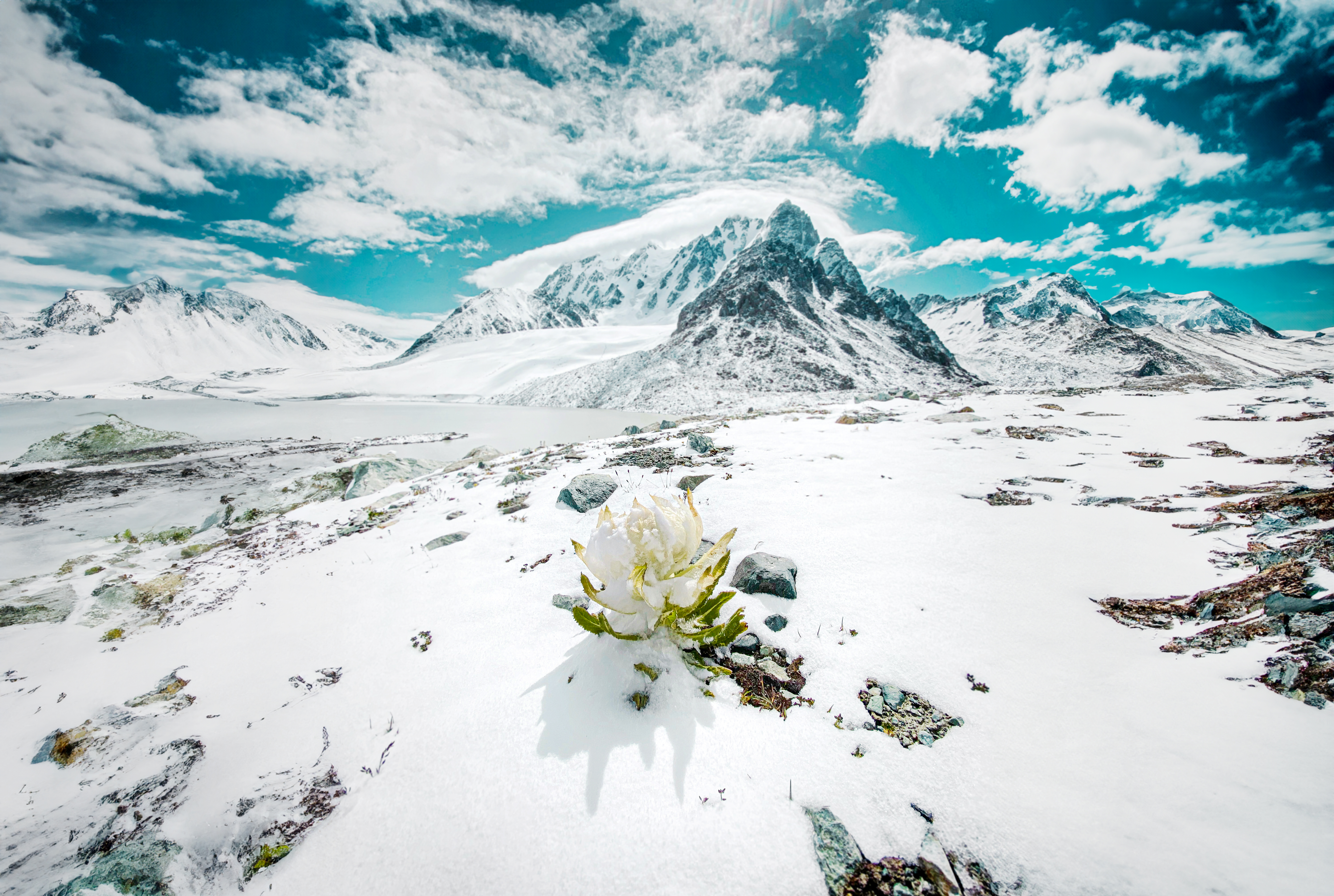 雪莲花图片大全 壁纸图片