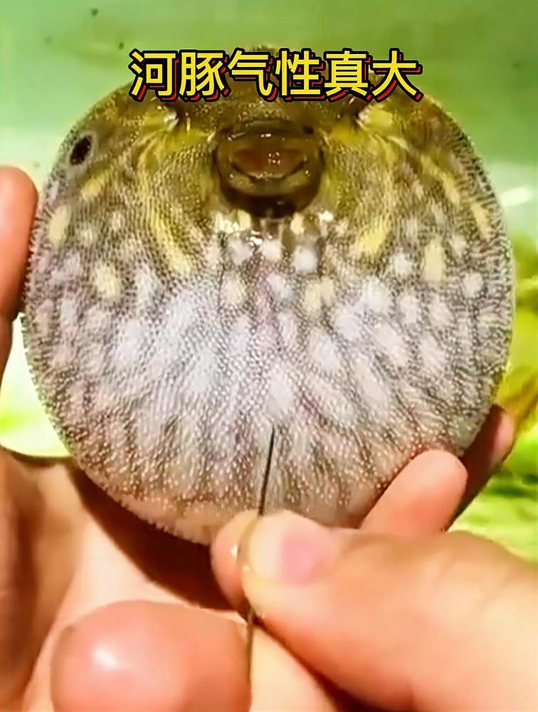 河豚的气性也太大了,动不动就鼓起来!生气我给它炖了!