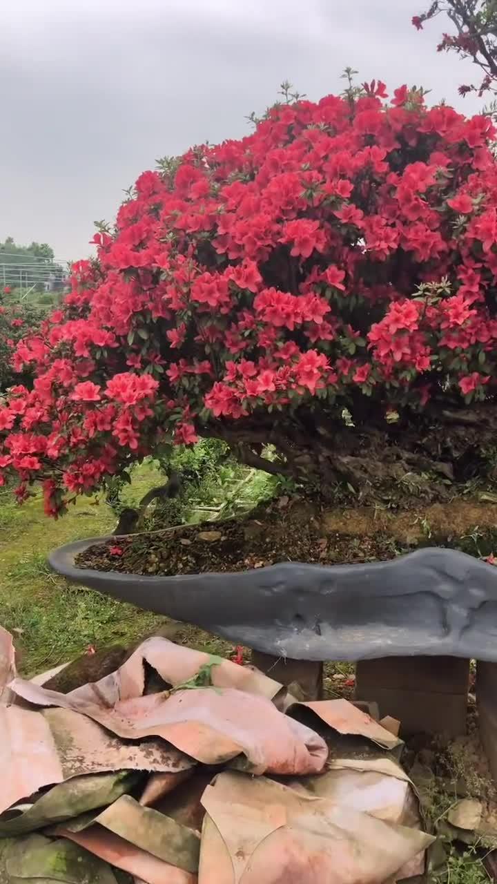 鸡血红,花色鲜艳,真的好好看