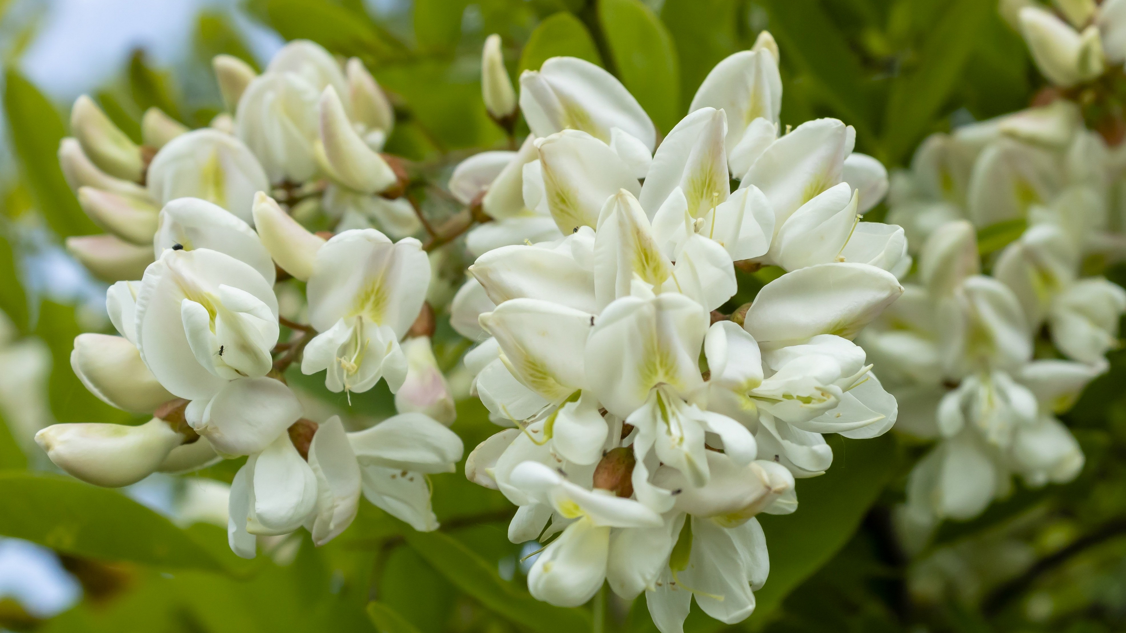 春天,必吃的4种"树上花"!肝喜欢,采摘短,现在正是好时候!