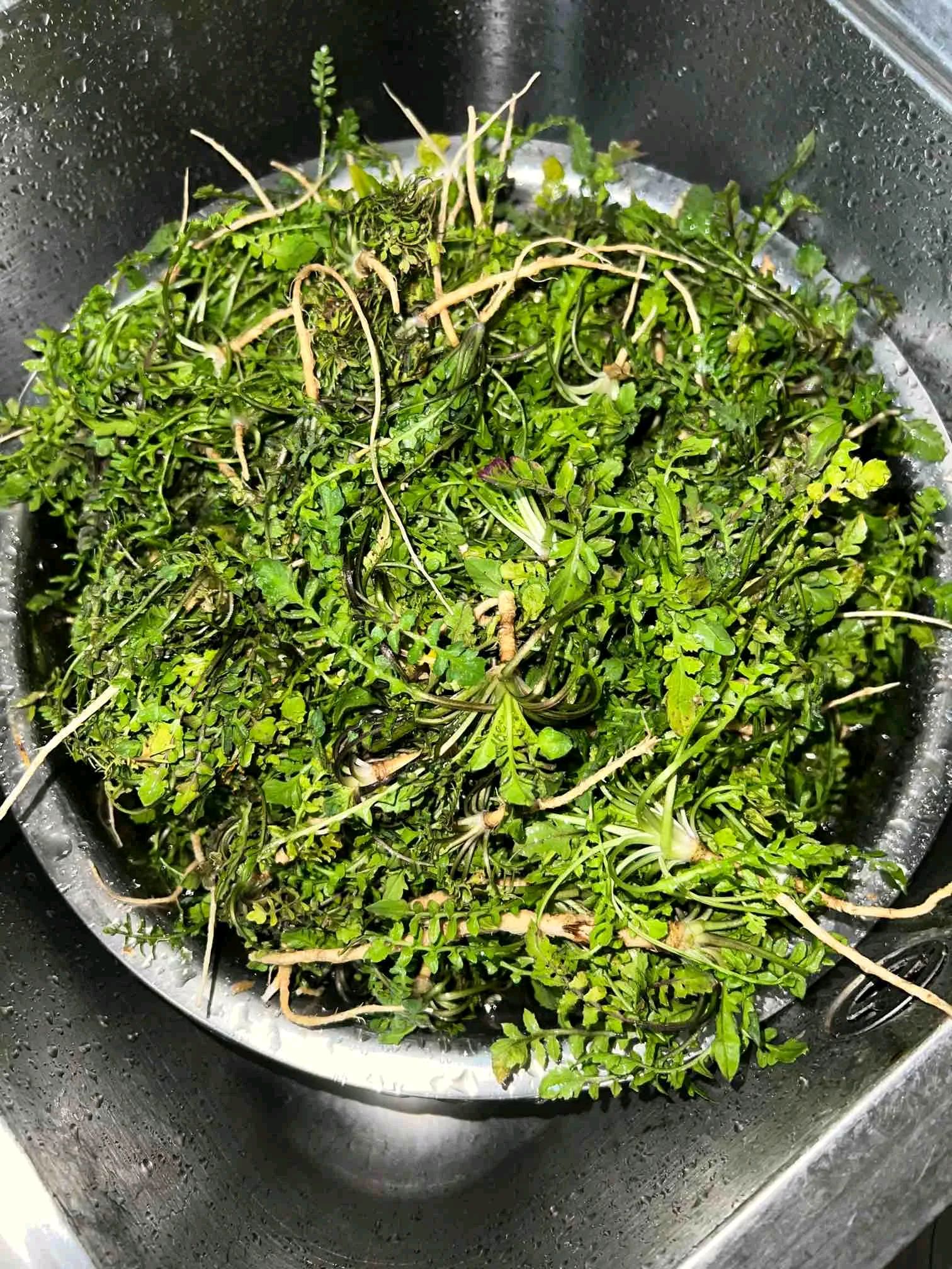 我长这么大没吃过这个菜看起来像婆婆丁你们帮我看看这是啥菜怎么