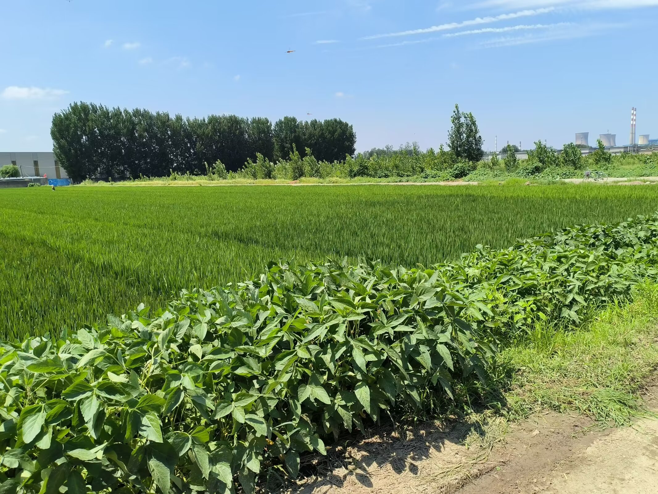 夏天的田野风光