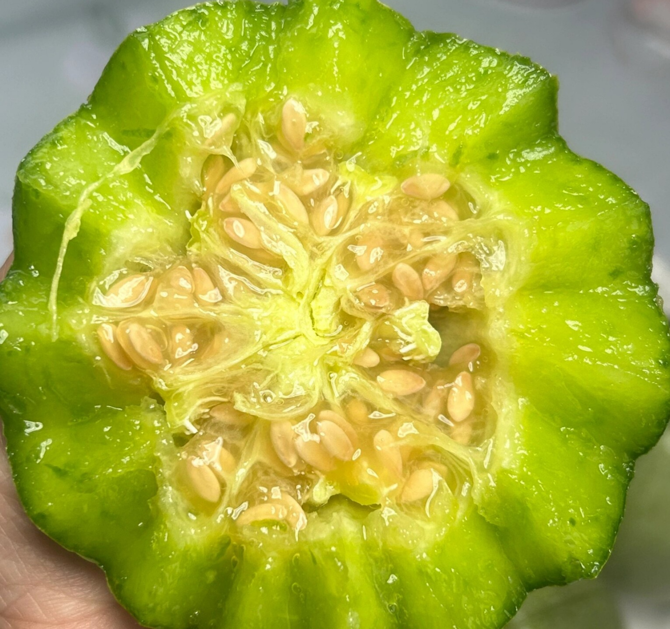 绿宝石甜瓜