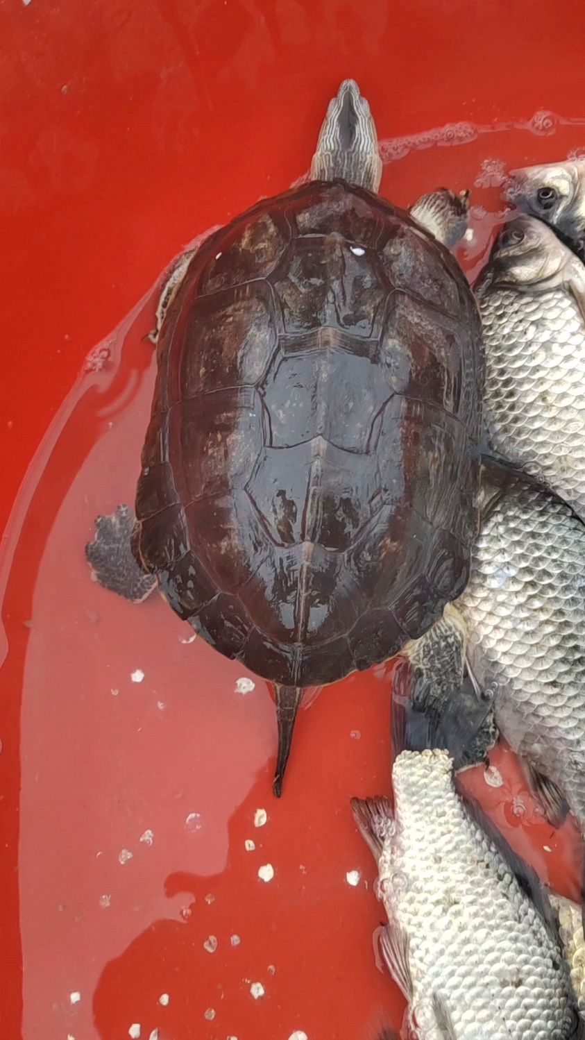 在红旗路菜场看到这个叫花龟-度小视