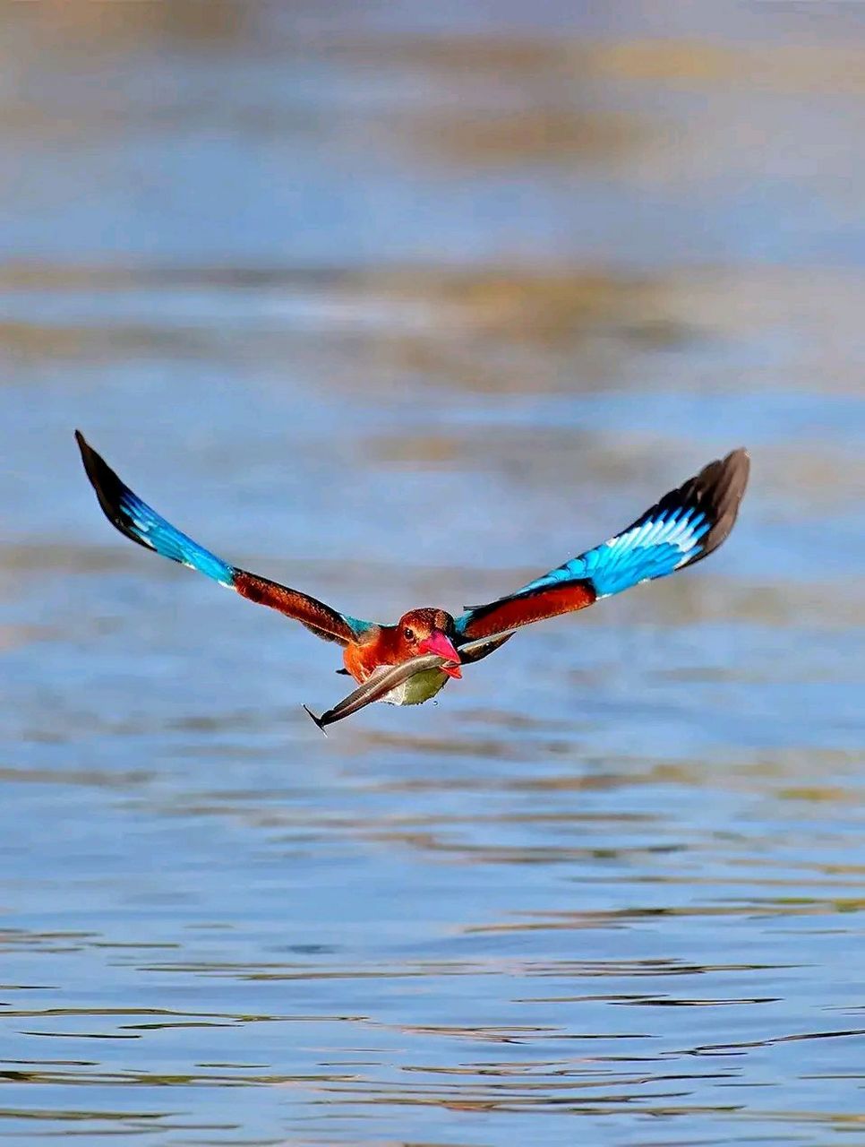 万物有灵 | 白胸翡翠 白胸翡翠(学名:halcyonsmyrnensis),别名:白胸