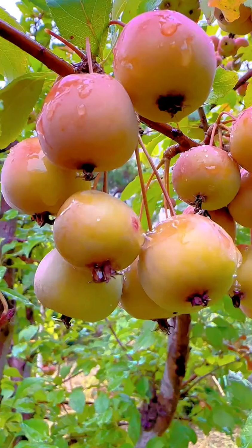 学名 林檎 ,真正名字叫花红.你们有吃过这果吗?-度小视