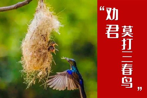 "谁言寸草心,报得三春晖"啥意思?"三春"是哪三春?