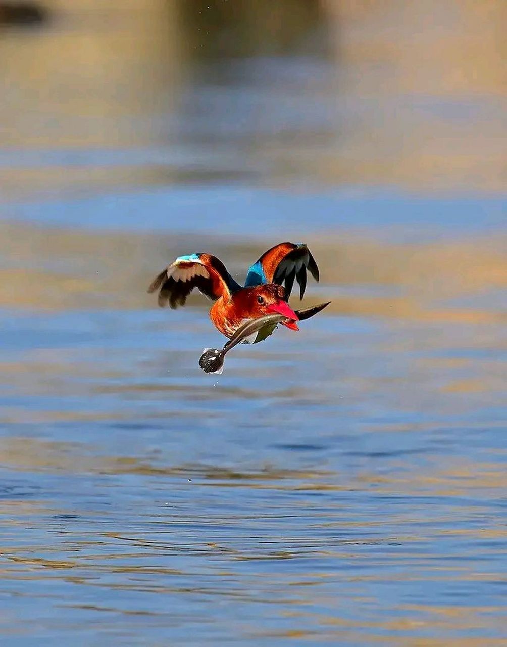 万物有灵 | 白胸翡翠 白胸翡翠(学名:halcyonsmyrnensis),别名:白胸