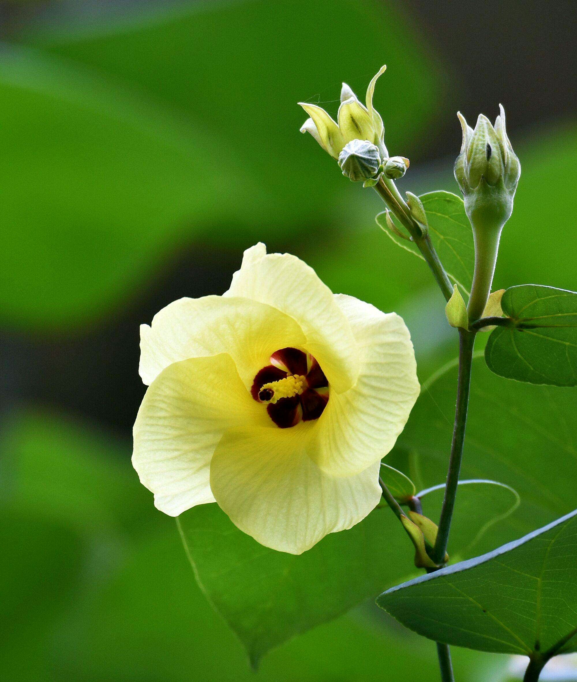 百花知识(130):黄槿花