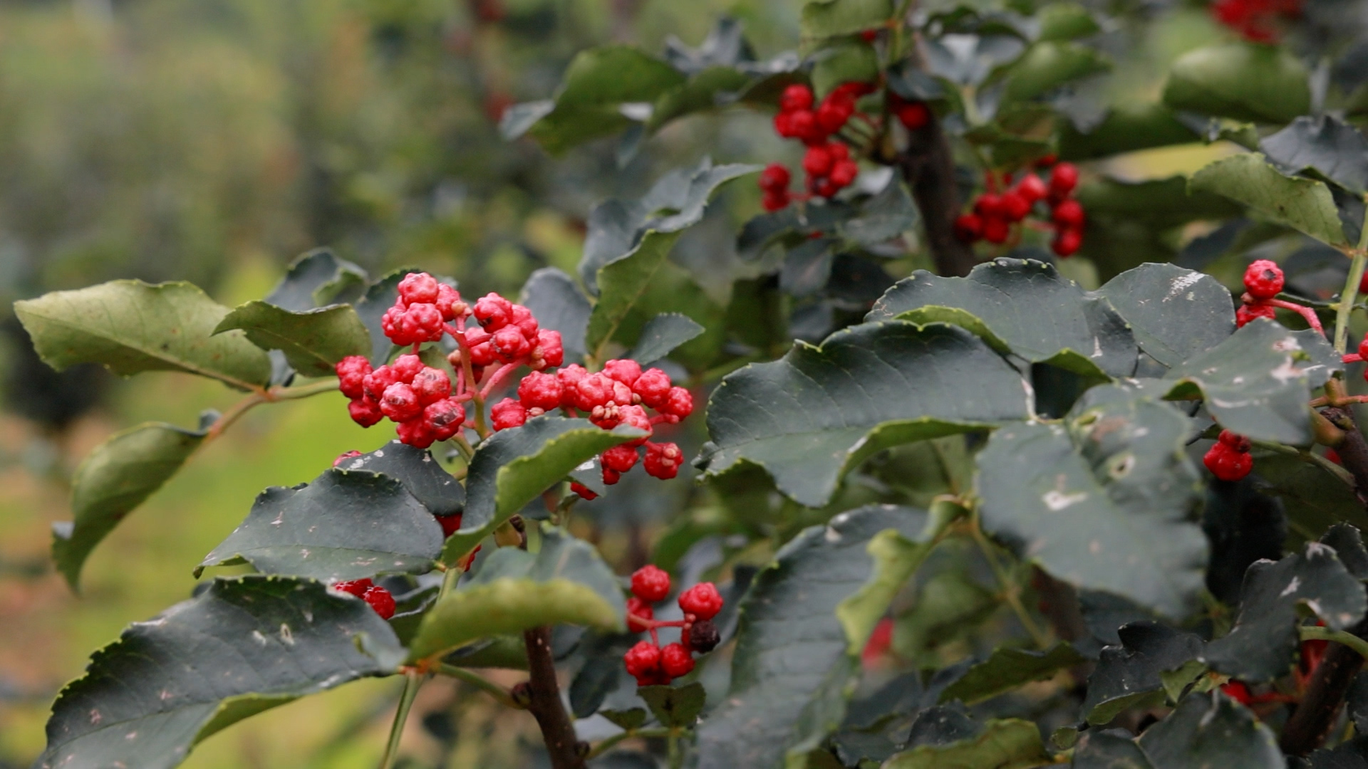 不论男女,坚持用花椒泡水喝,坚持两周,4个好处或会悄悄来临