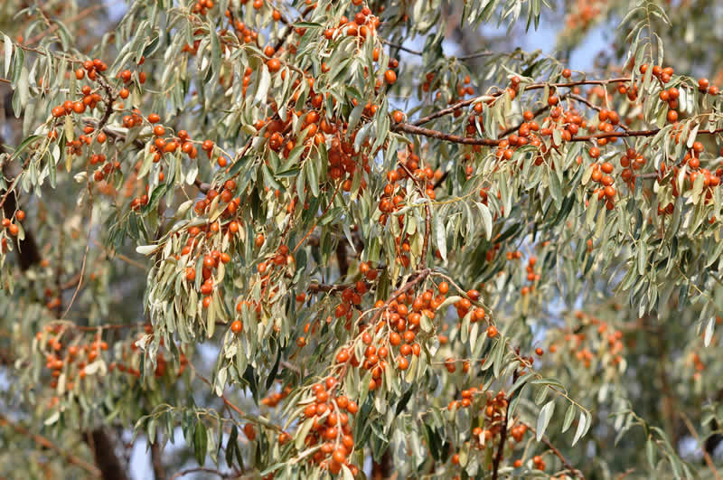 新疆沙枣:沙漠中的甜蜜瑰宝