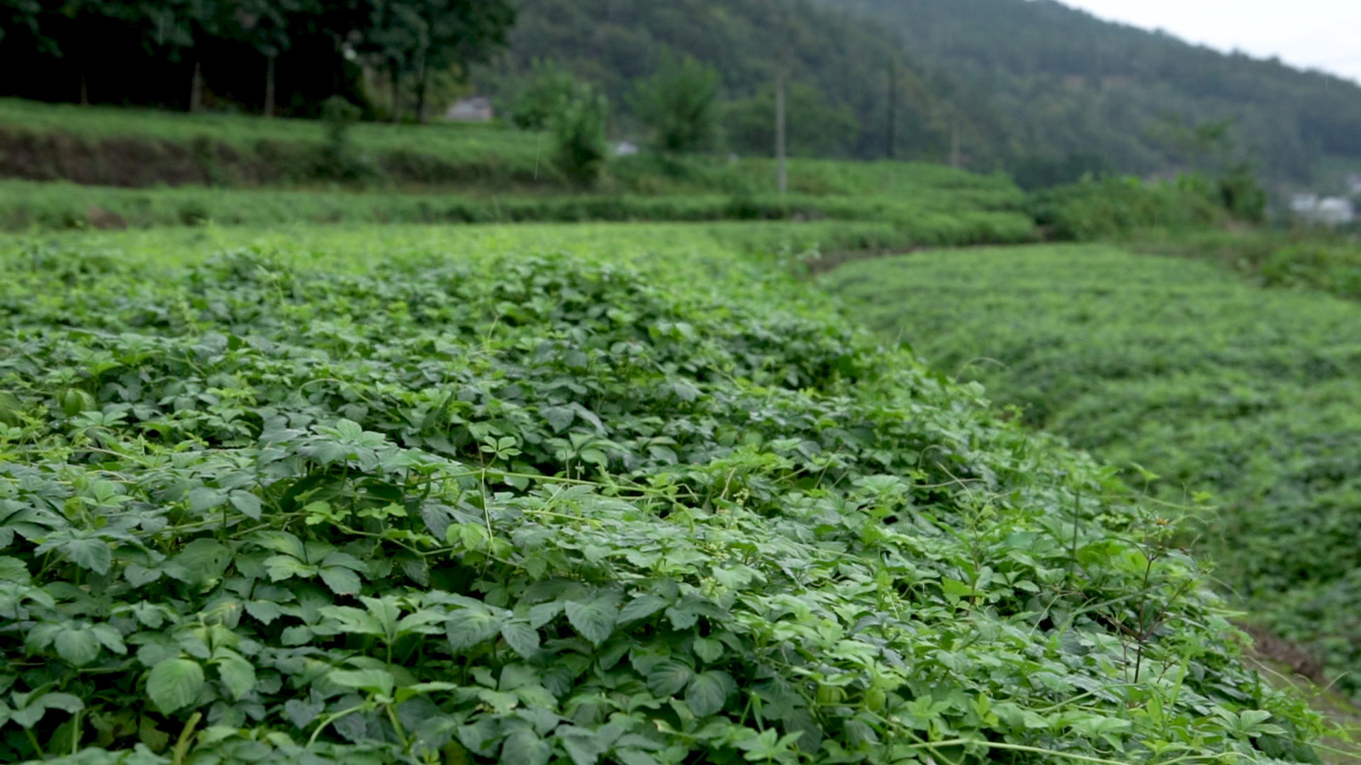女娲神草是怎样走出大山的?