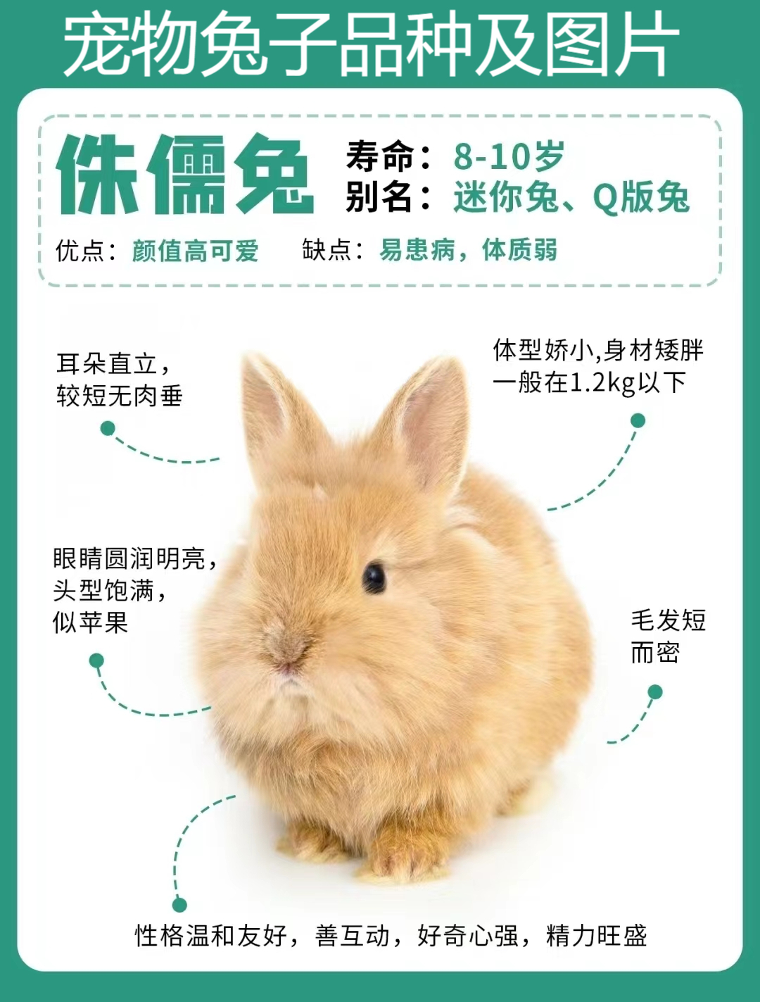 宠物兔子品种及图片  6种常见兔兔品种|看看你家兔兔上榜了吗?