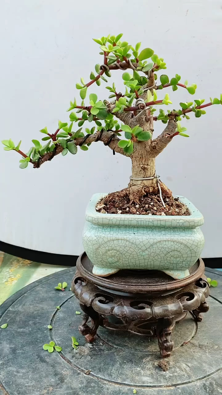 金枝玉叶盆景每天都在修修剪剪