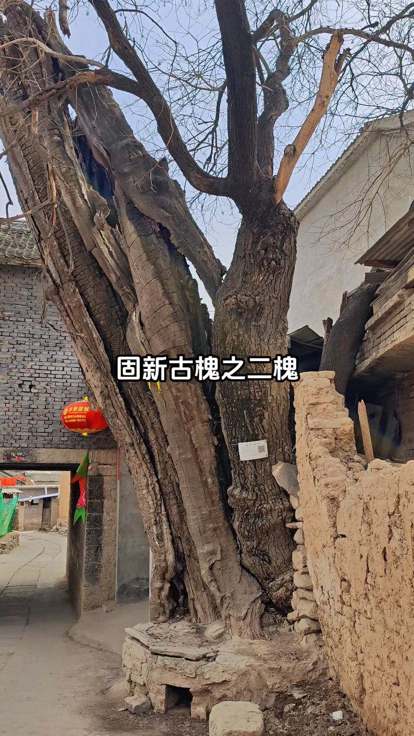 河北涉县固新有三棵大槐树,这棵排行第二#古村落风景 #千年古树-度小
