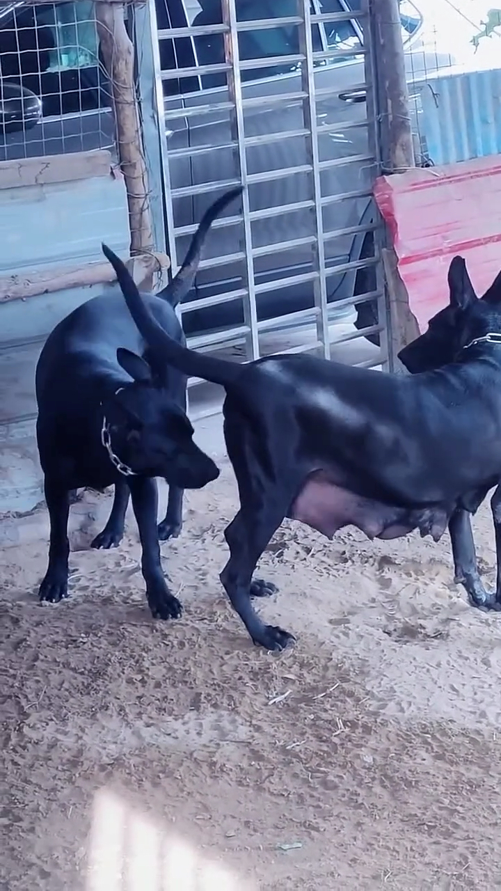 纯种墨界黑狼犬来了