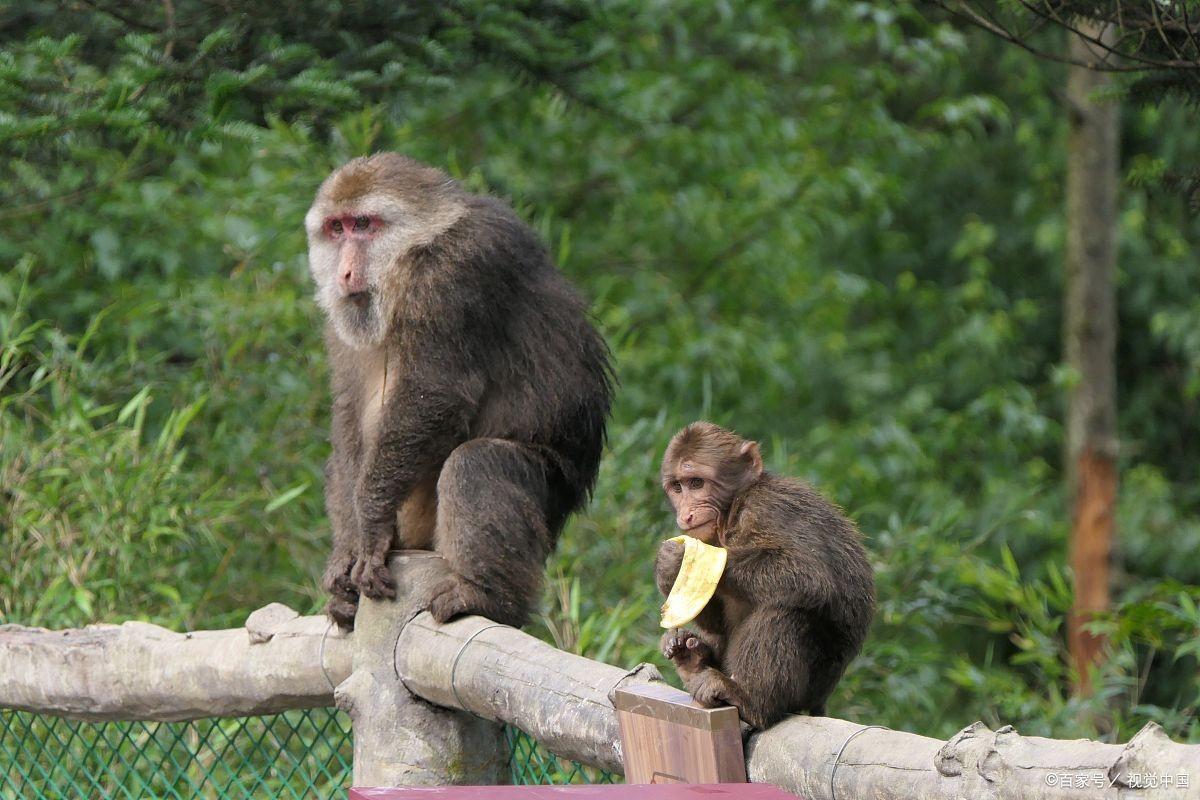 峨眉山猴子如此流氓背后是有原因的