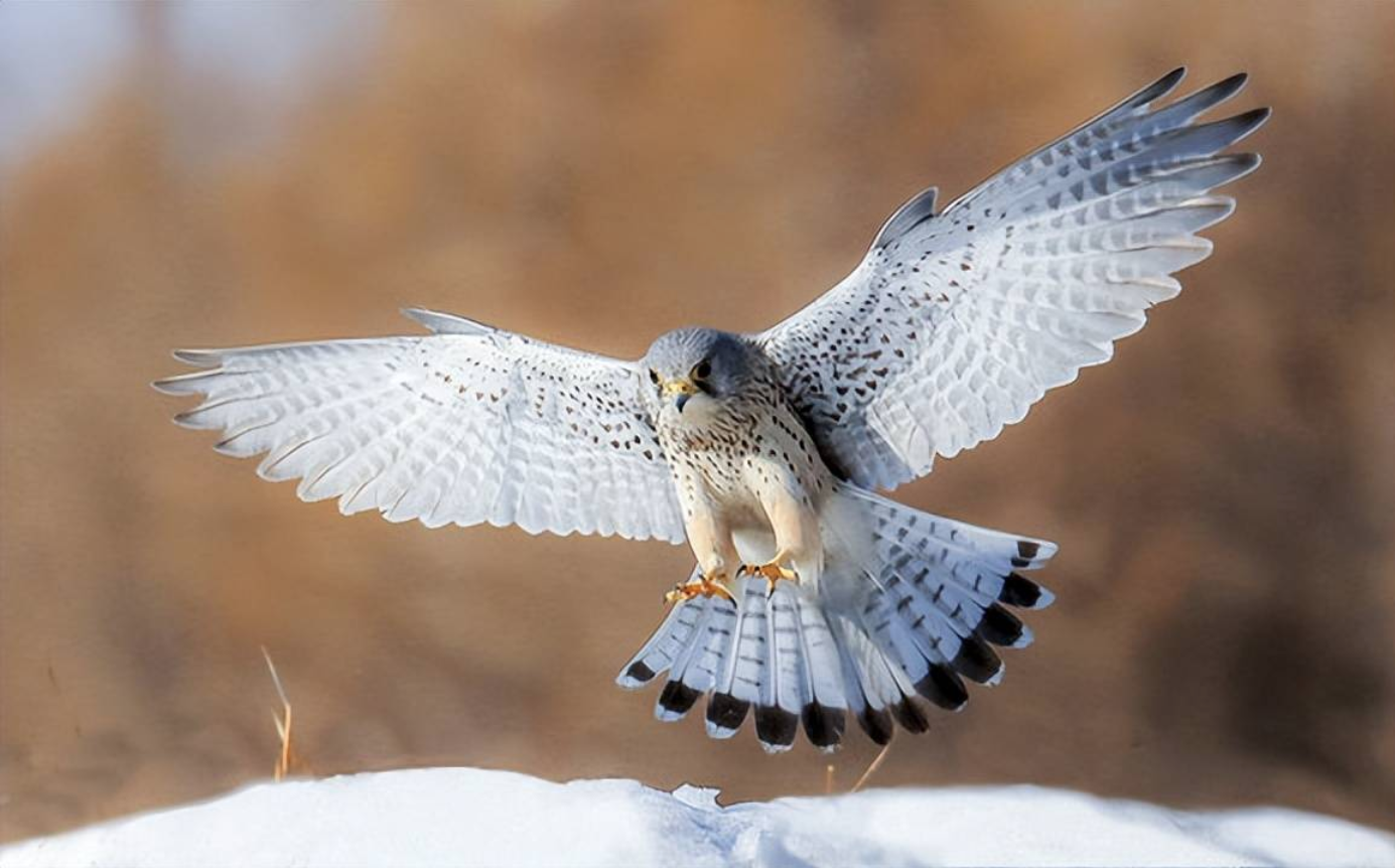 同样是中国猛禽金雕又大又威风为何万鹰之神却是海东青
