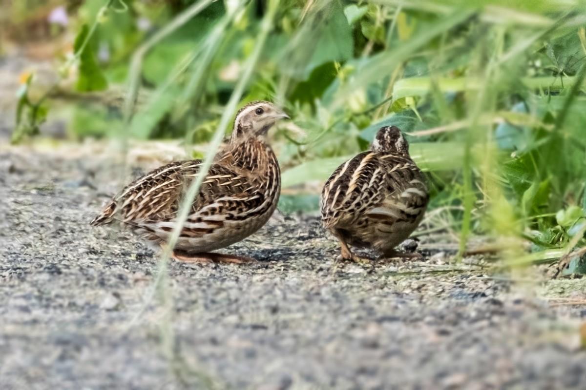 回顾鹌鹑每天要下多少蛋才够全国吃除了下蛋鹌鹑其实还很狂野