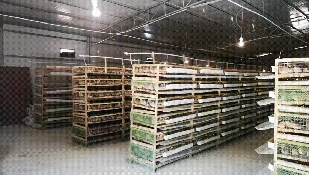 回顾鹌鹑每天要下多少蛋才够全国吃除了下蛋鹌鹑其实还很狂野