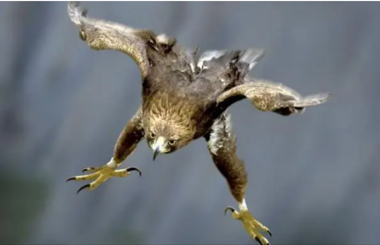 同样是中国猛禽金雕又大又威风为何万鹰之神却是海东青