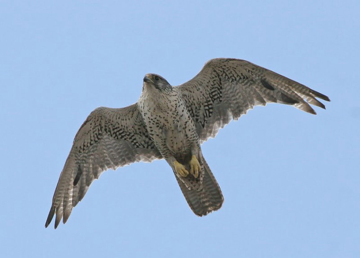 同样是中国猛禽金雕又大又威风为何万鹰之神却是海东青