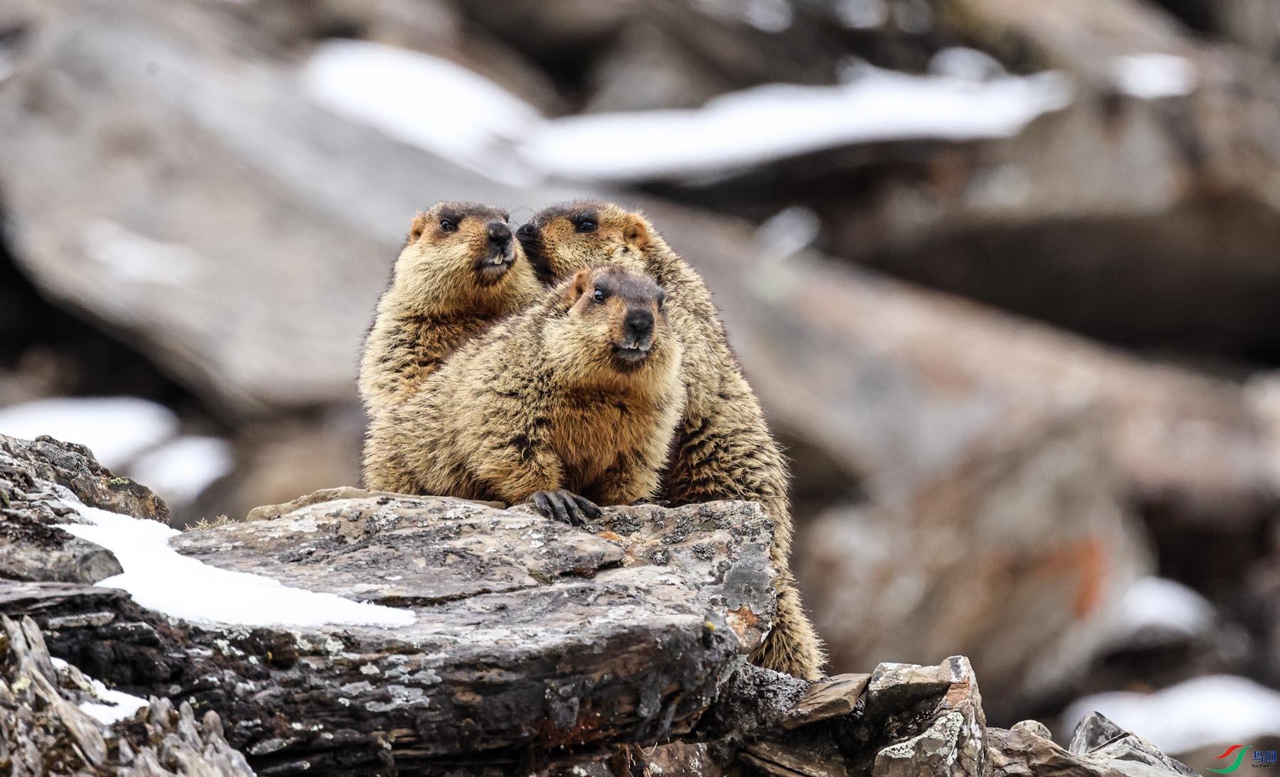 回顾:会向人祈祷的土拨鼠,真实身份很少有人知道?竟然是致命动物!