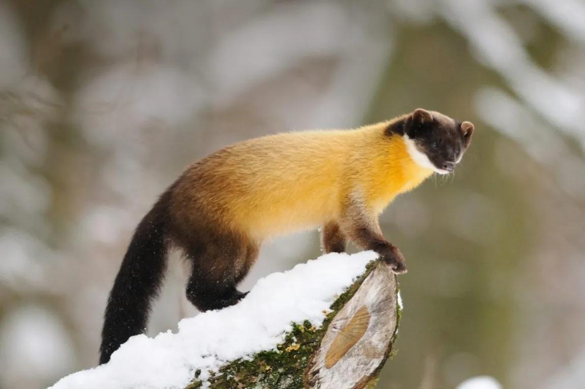 与平头哥齐名的黄喉貂外表可爱却暴杀比自己重50倍的熊猫