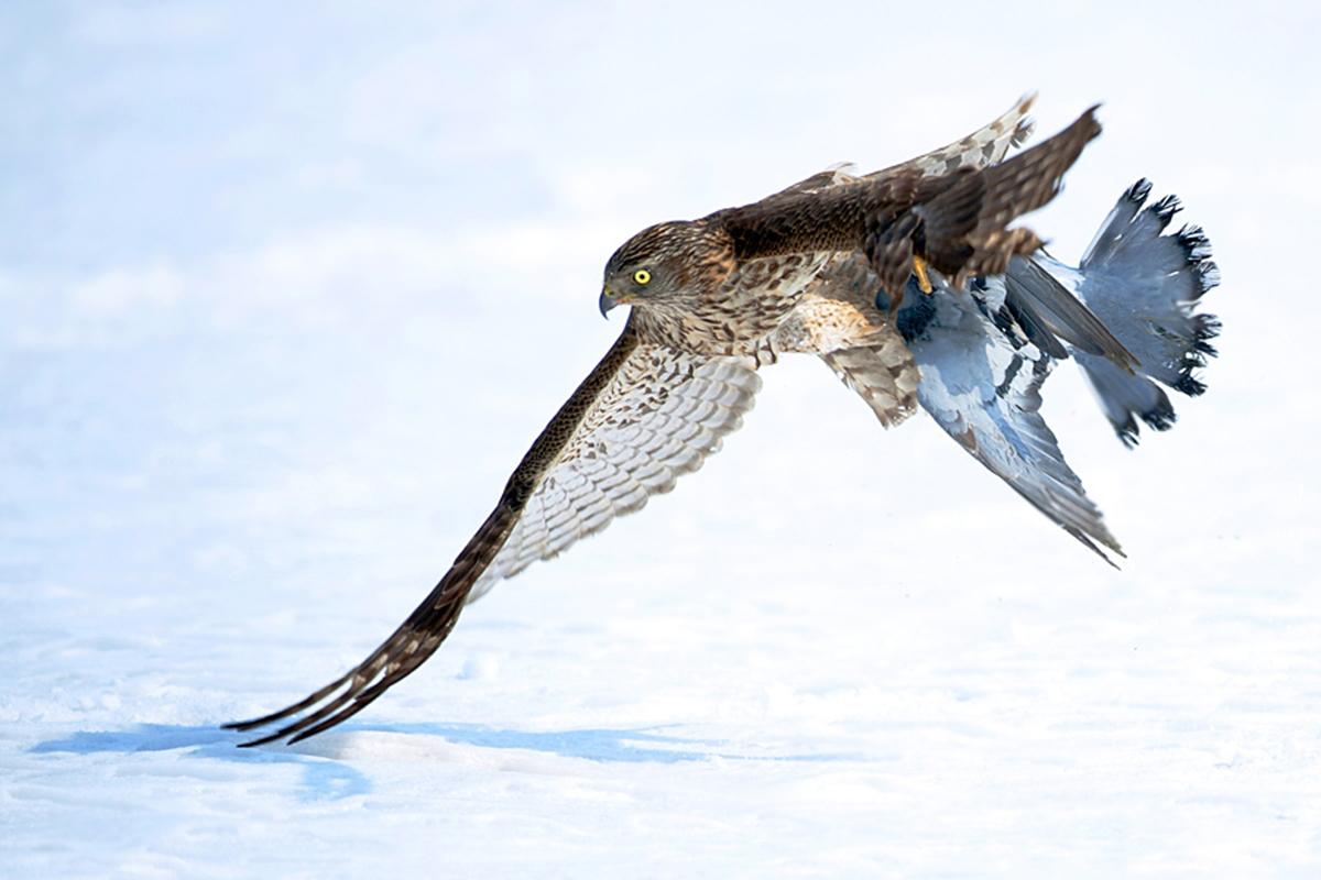 回顾老鹰王的遗憾18岁驯过一只神鹰却被同村农妇生生剪掉鹰喙