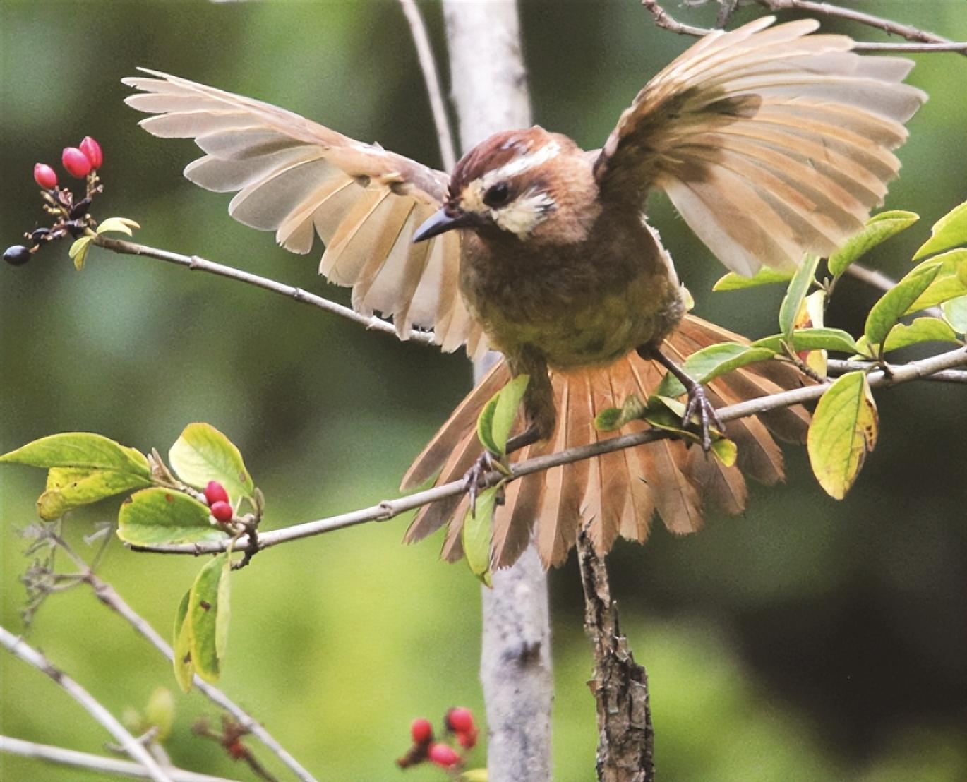 中国传统的四大名鸟还有哪种可以养有人养难道不是保护它们
