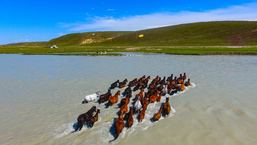 伊犁马:勇猛刚毅的战马
