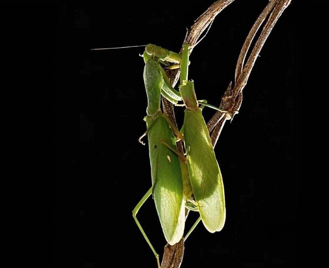 交配后会被媳妇吃掉公螳螂真的不反抗有没有活下来的公螳螂