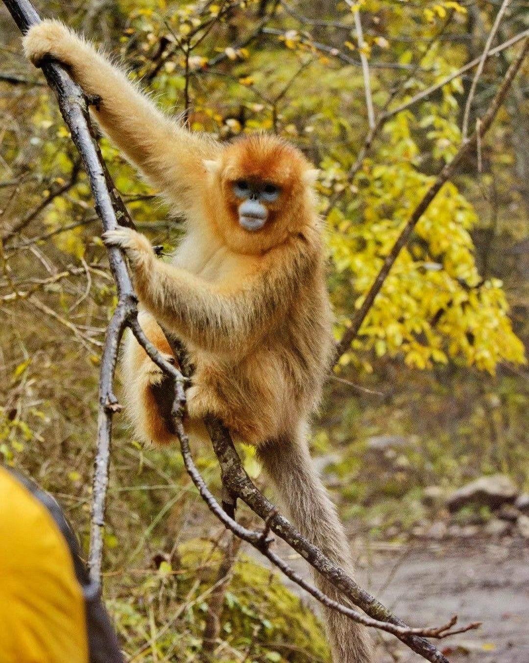 猴中贵族金丝猴,如果遇上流氓峨眉猴,国宝会不会被峨眉猴群殴?