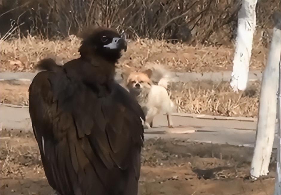 13年沈阳男子救下中毒秃鹫三次放生失败赖着不走比小孩都听话