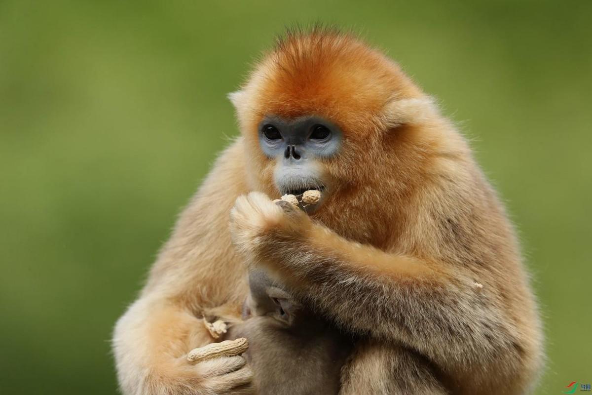 猴中贵族金丝猴,如果遇上流氓峨眉猴,国宝会不会被峨眉猴群殴?